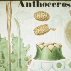 Botanical teaching poster showing various diagrams of the plant genus Anthoceros