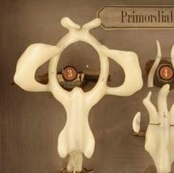 Wax models of frog, salmon and axolotl 'primordial skulls'.